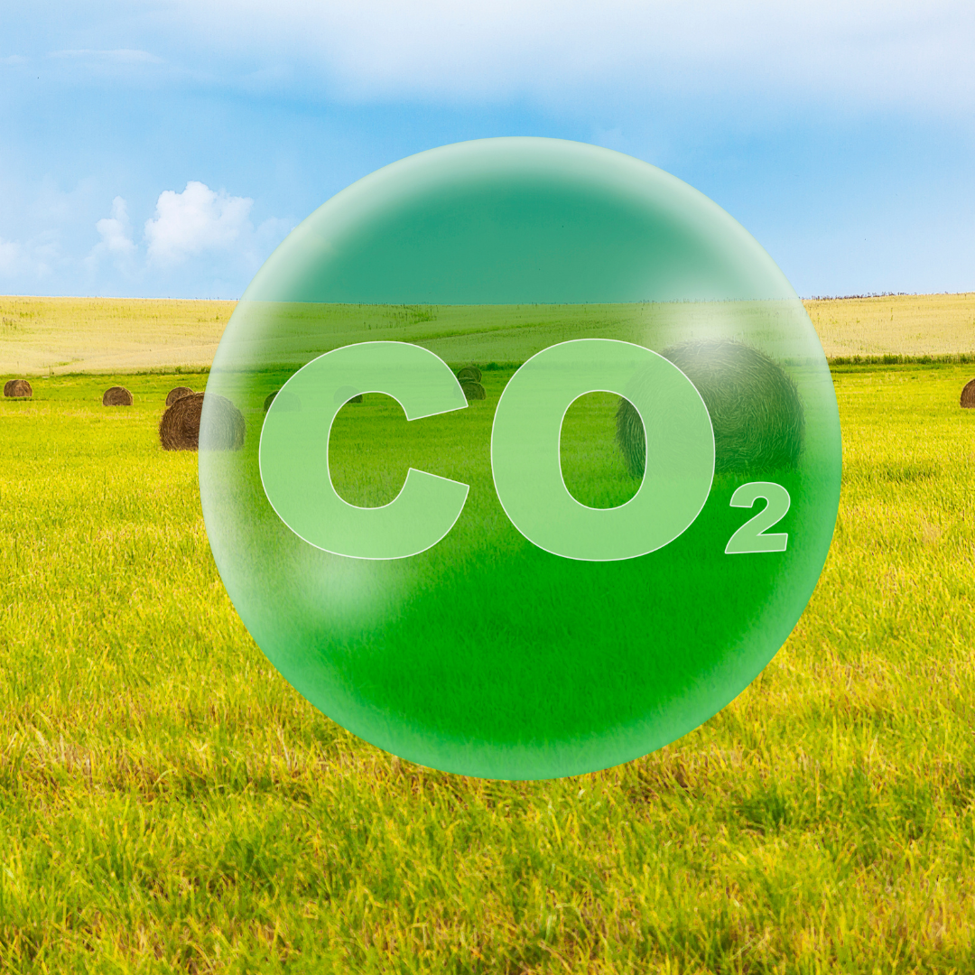 CO₂ extraction process for botanical ingredients