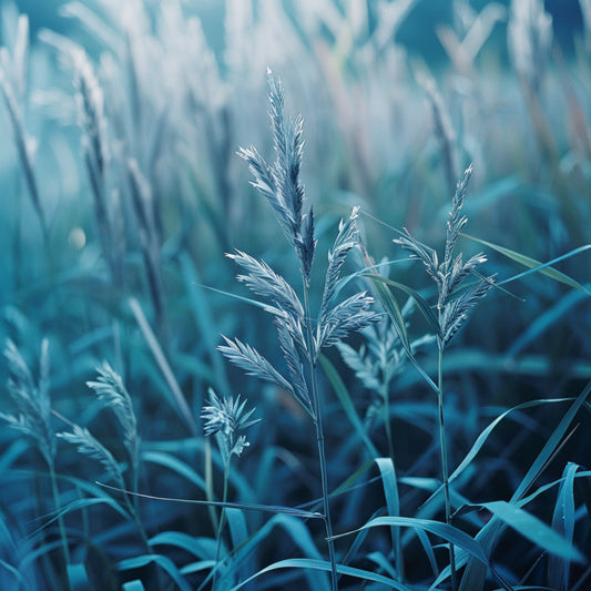 Bio African Bluegrass Essential Oil (Cymbopogon Validus) – product image 2