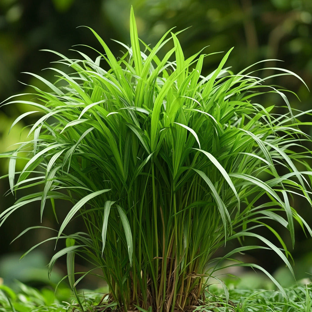Botanica Gaia Wild Crafted African Lemongrass Essential Oil | Cymbopogon giganteus | For Aromatherapy and oitments