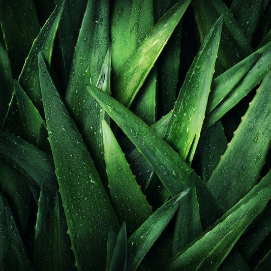 Aloe Vera Wax – product image 2