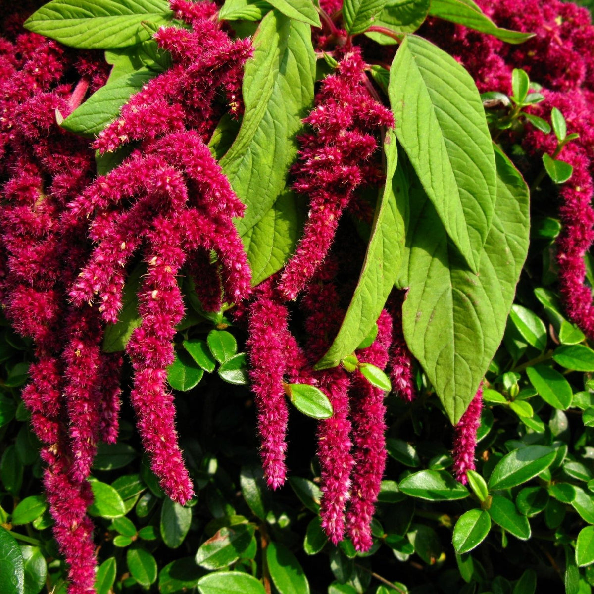 Botanica Gaia Bio Amaranthus Seed Carrier Oil – product image 3