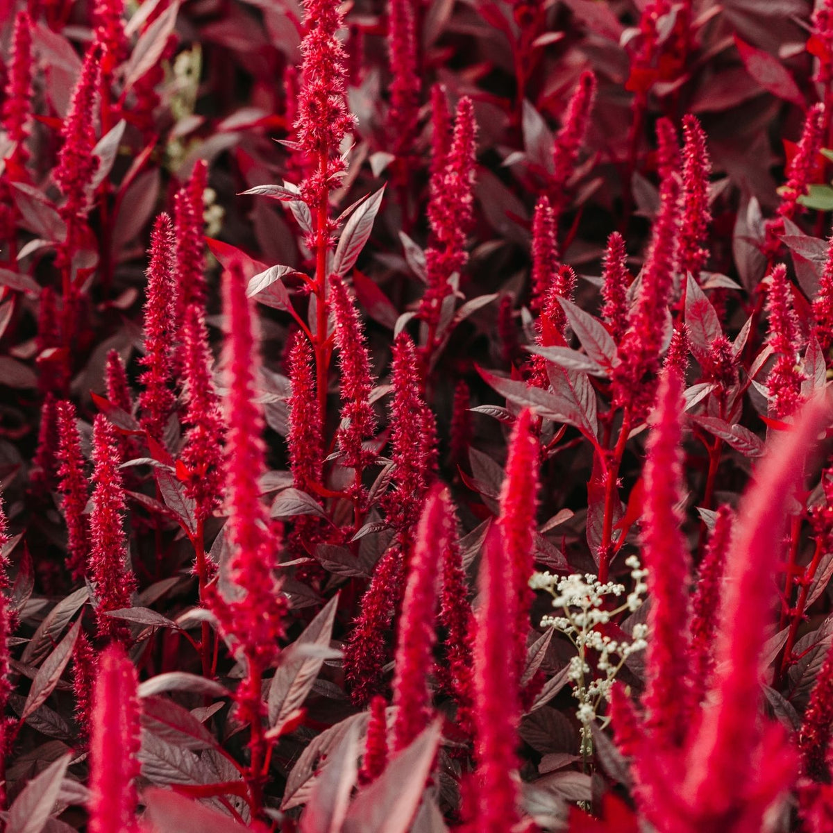 Botanica Gaia Bio Amaranthus Seed Carrier Oil