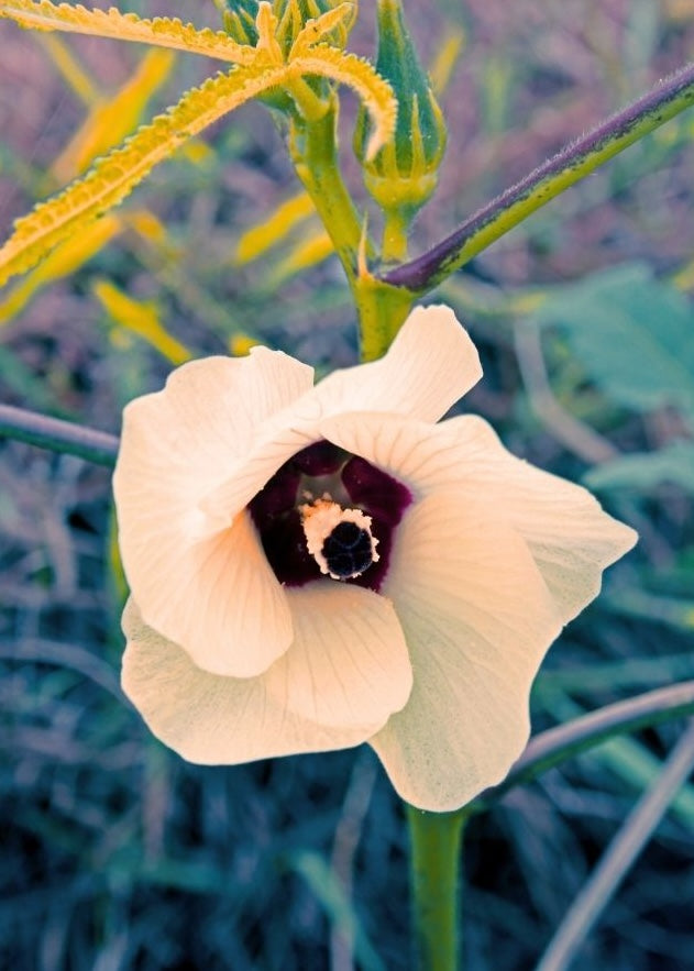 Botanica Gaia Bio Musk Ambrette Seed CO2 Absolute | Abelmoschus Moschatus | For Aromatherapy, Skin Care and Perfume