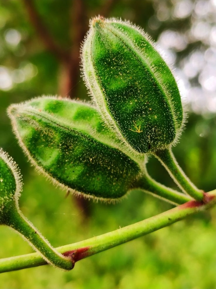 Botanica Gaia Bio Musk Ambrette Seed CO2 Absolute | Abelmoschus Moschatus | For Aromatherapy, Skin Care and Perfume
