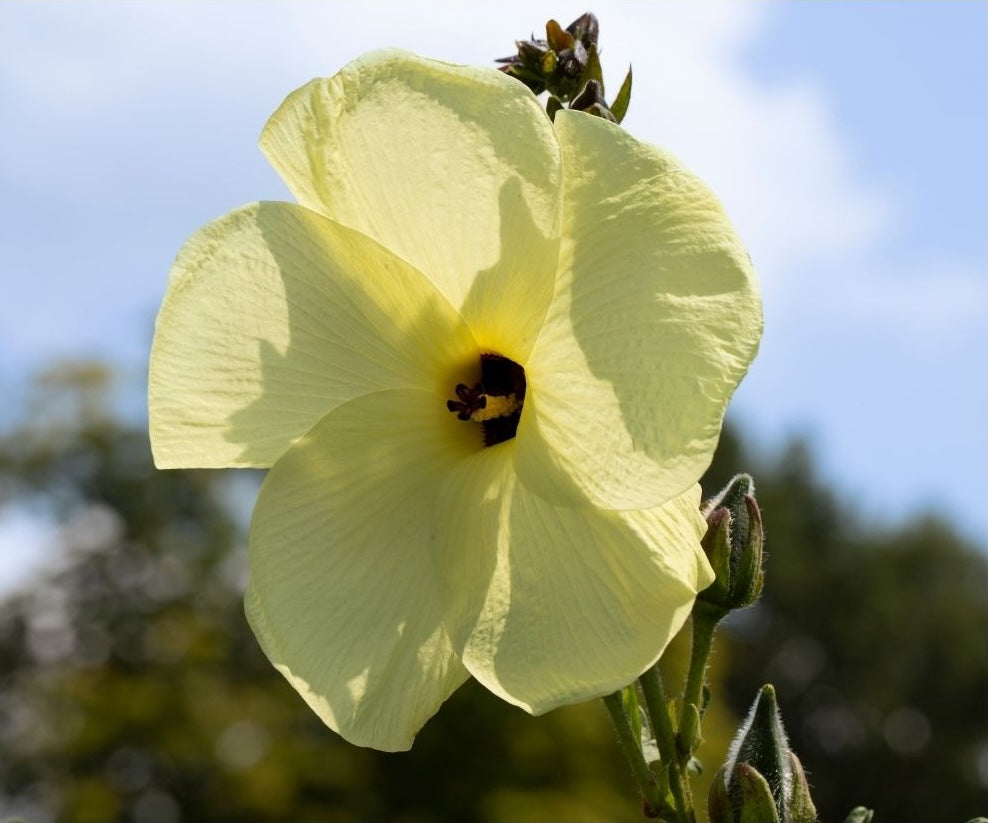 Botanica Gaia Bio Musk Ambrette Seed CO2 Absolute | Abelmoschus Moschatus | For Aromatherapy, Skin Care and Perfume