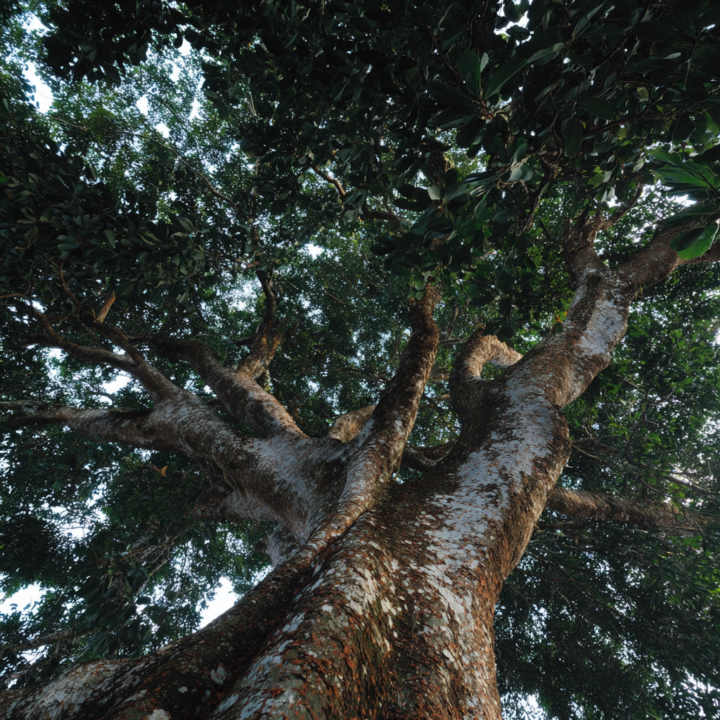 Botanica Gaia Bio Andiroba Carrier Oil | Carapa Guianensis | Skincare and Haircare