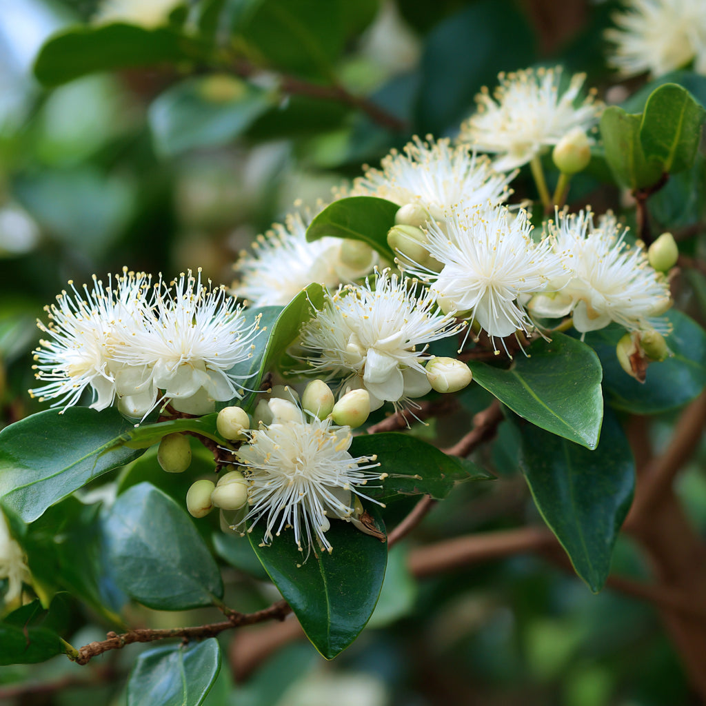Organic Anise Myrtle Essential Oil – product image 3