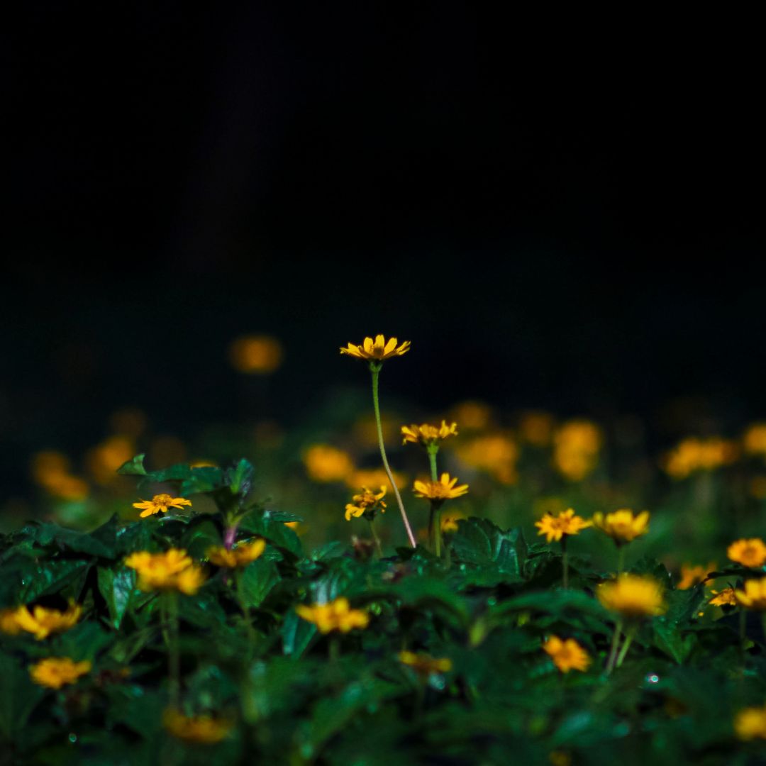 Wild Crafted Arnica Essential Oil | Arnica Montana | For Skin Care and Ointments