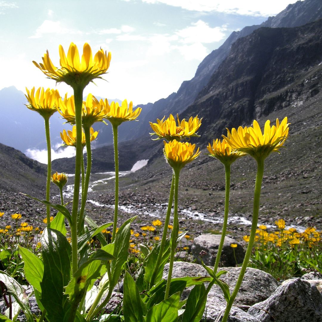 Wild Crafted Arnica Essential Oil | Arnica Montana | For Skin Care and Ointments