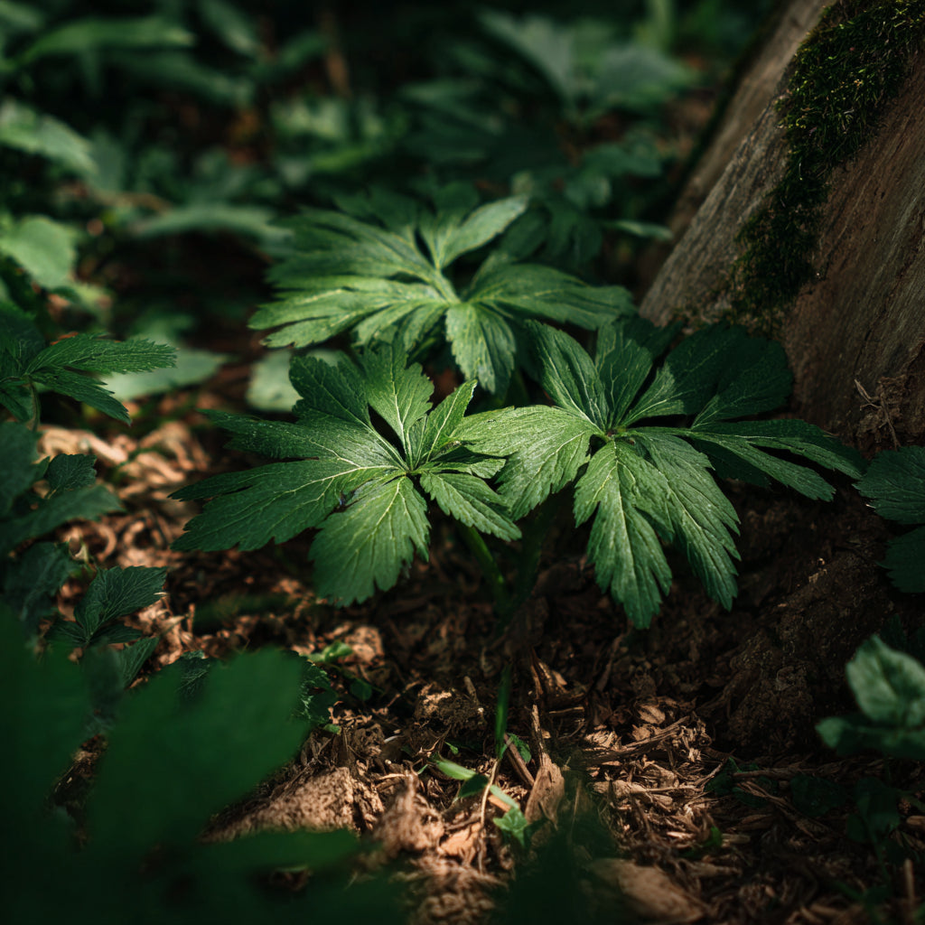 Botanica Gaia Bio Sweet Mugwort Essential Oil – product image 4
