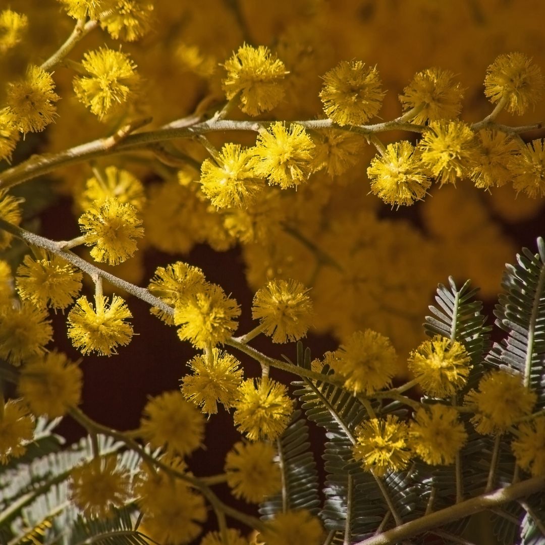 Botanica Gaia Wild Crafted Mimosa Enfleurage Oil | Acacia Mearnsii | For Perfume, Incense, Aromatherapy and Skin Care