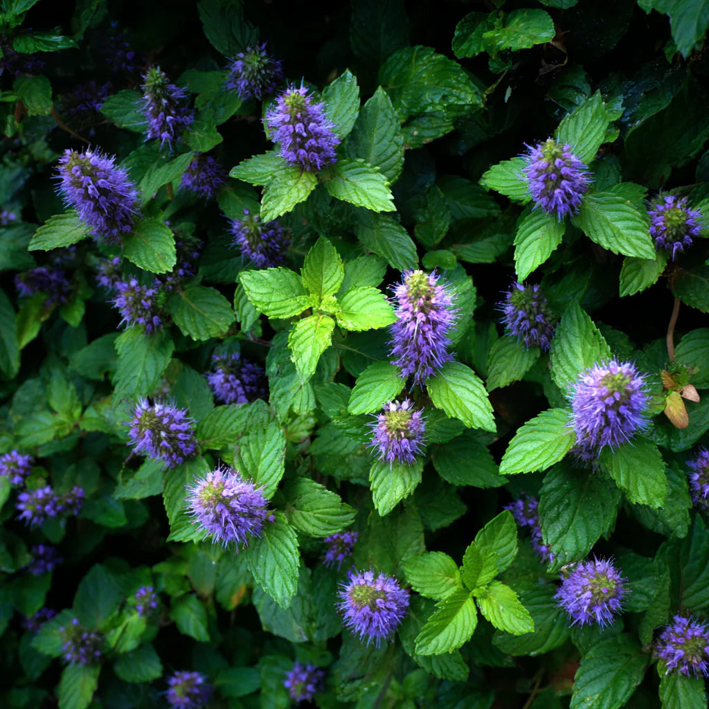 Bio Bergamot Mint Essential Oil (Mentha citrata) – product image 5
