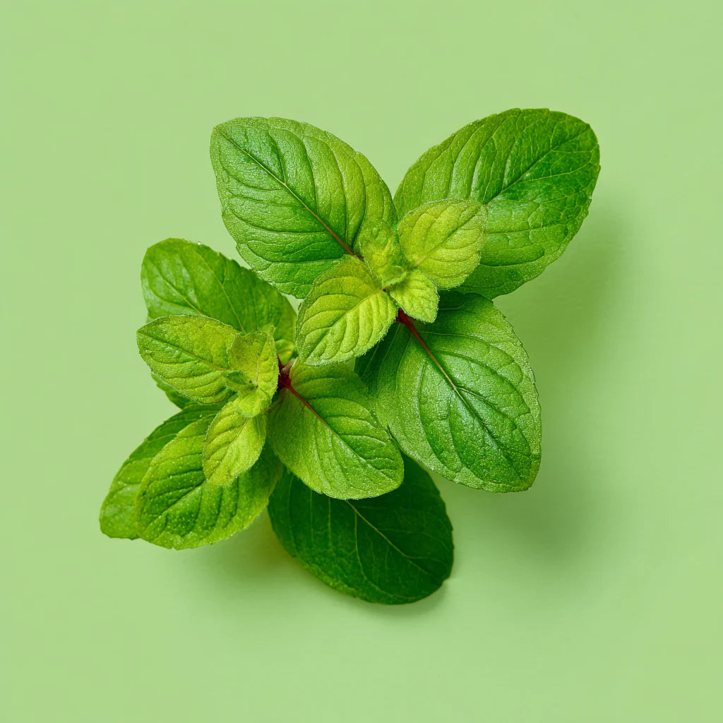 Bio Bergamot Mint Essential Oil (Mentha citrata) – product image 4