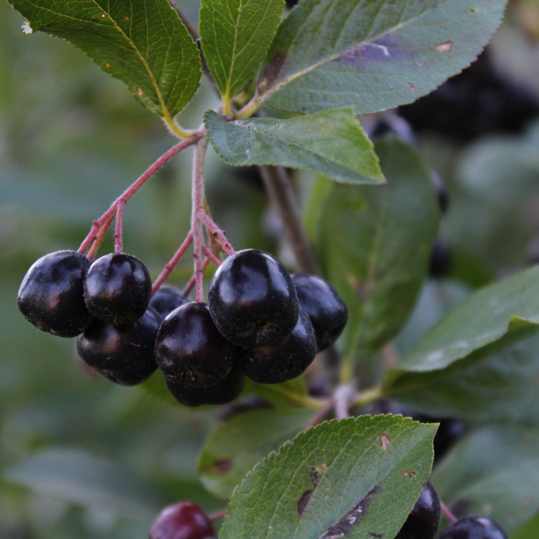 Botanica Gaia Bio Black Aronia Seed Carrier Oil | Aronia Melanocarpa | For natural Skincare and Haircare