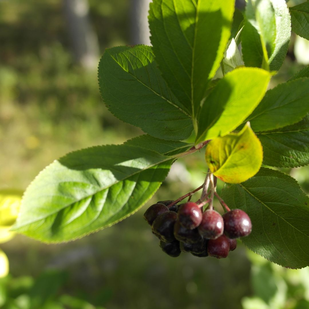 Botanica Gaia Bio Black Aronia Seed Carrier Oil | Aronia Melanocarpa | For natural Skincare and Haircare