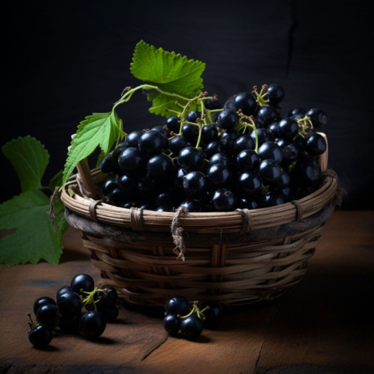 Black Currant Essential Oil