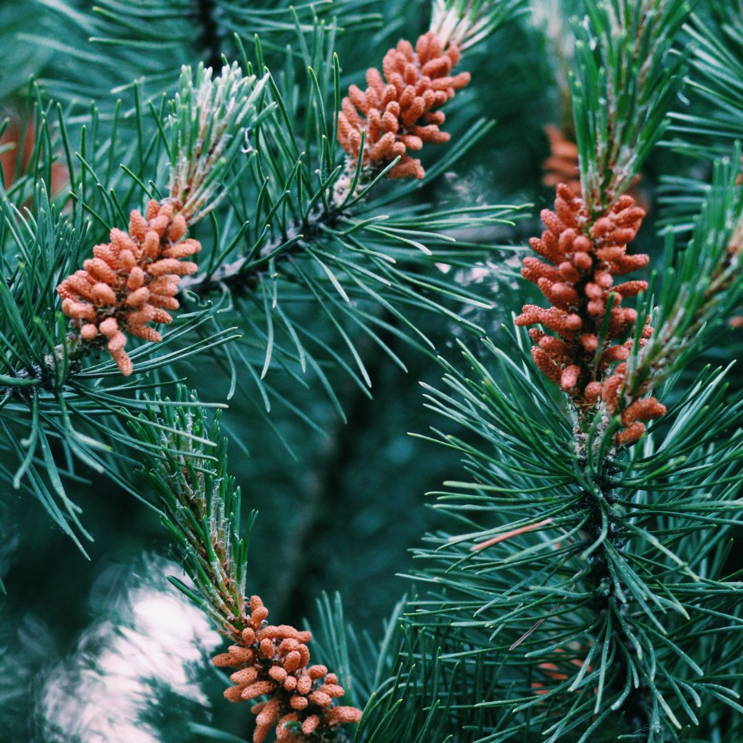 Botanica Gaia Wilcrafted Black Pine Essential Oil | Pinus Nigra | For Aromatherapy and Incense