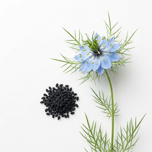 Organic Black Cumin Seed Oil – product image 2