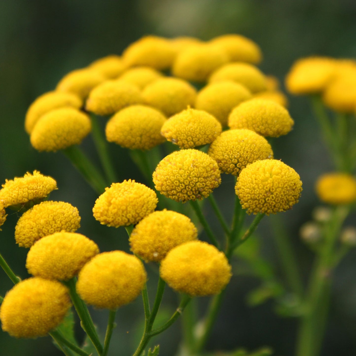 Blue Tansy Essential Oil