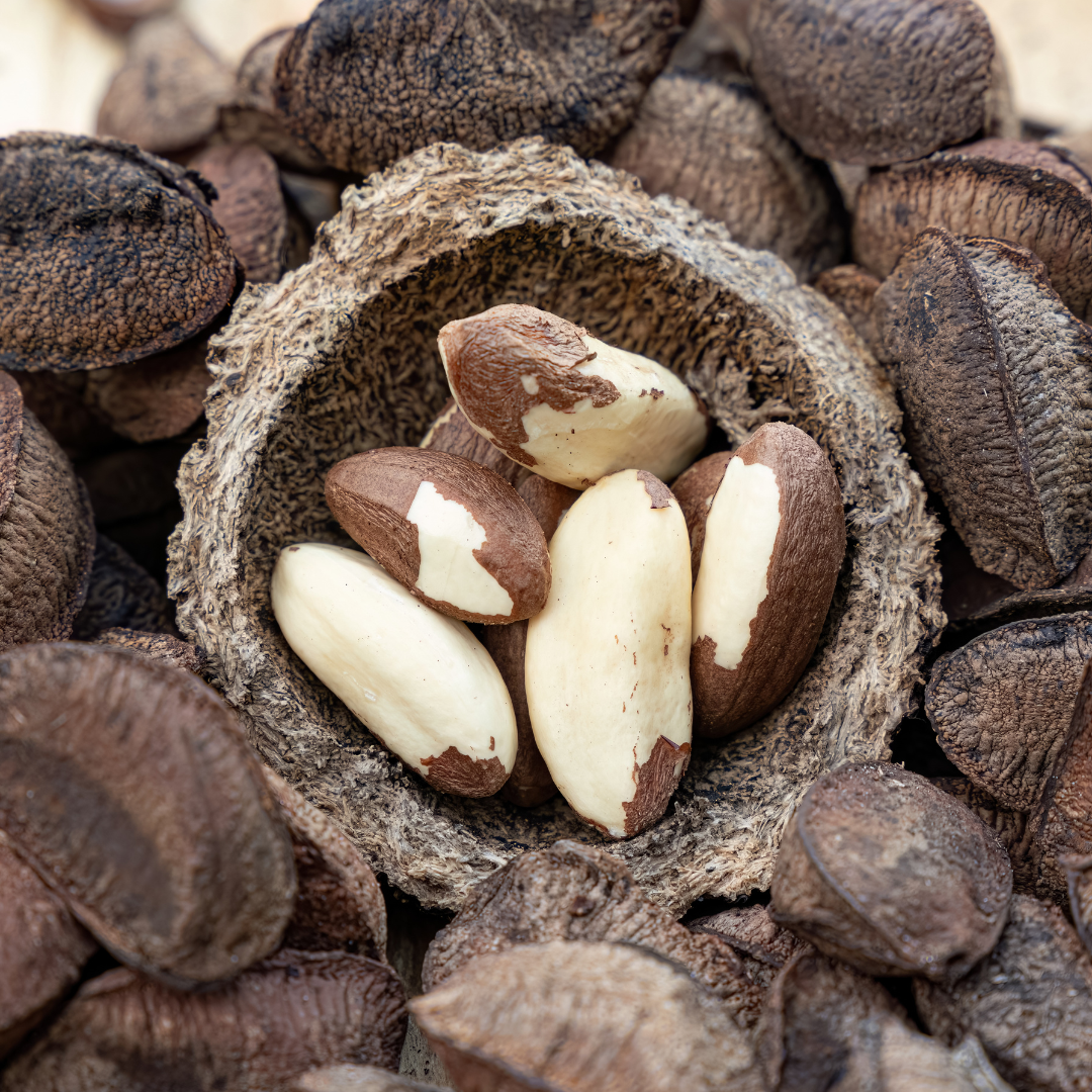Virgin Organic - Brazil Nut (Bertholletia Excelsa) | For natural Skincare and Haircare