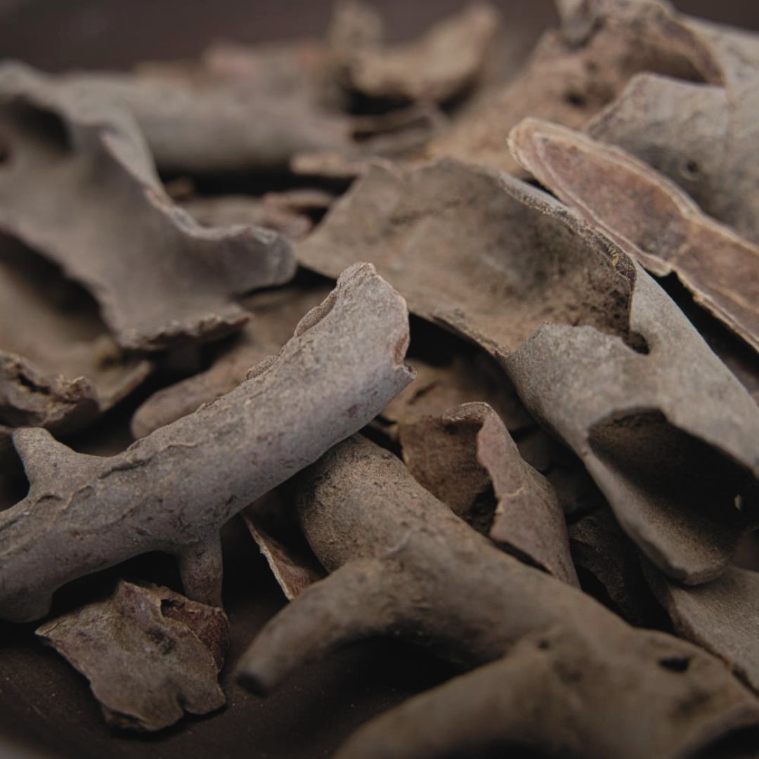 Botanica Gaia | Wild Harvest | Bushman's Candle Resinoid | Sarcocaulon mossamedense |