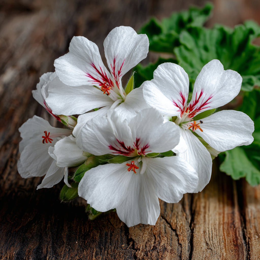 Cape Minty Geranium Essential Oil (Pelargonium Tomentosum) – product image 3