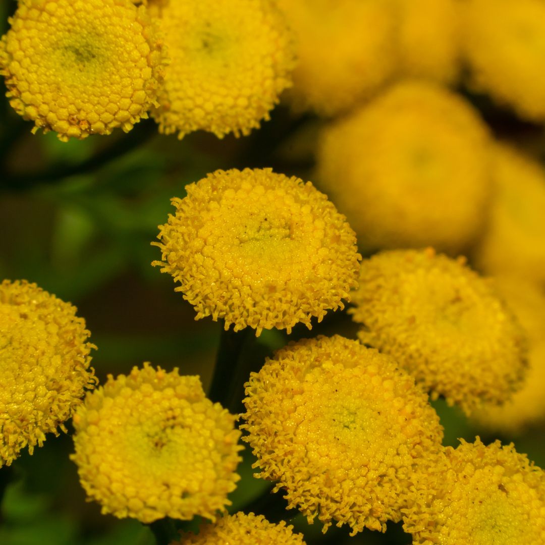 Hydrosol Toner Common Tansy (Tanacetum vulgare)