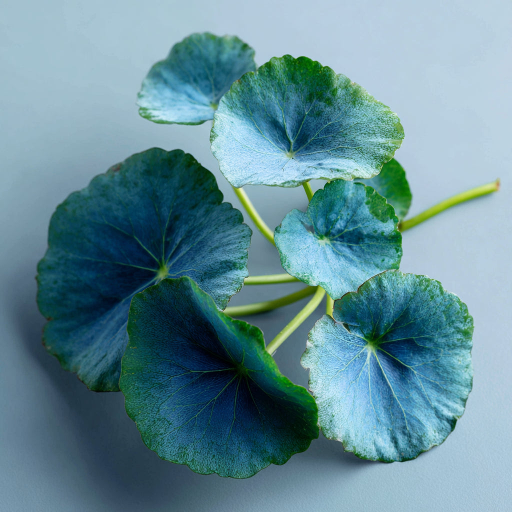 Botanica Gaia Bio Centella Asiatica CO2 Extract Oil | Centella asiatica | For Skincare