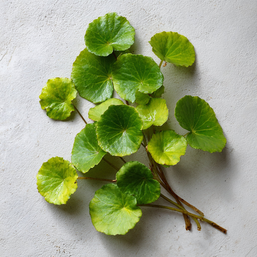 Botanica Gaia Bio Centella Asiatica CO2 Extract Oil | Centella asiatica | For Skincare