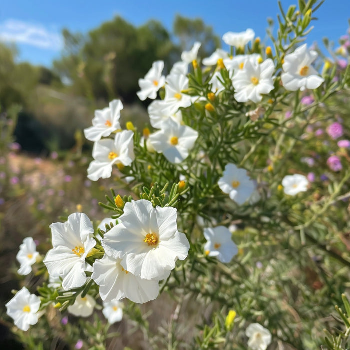 Wild Spanish Labdanum Essential Oil | Cistus Ladanifer |