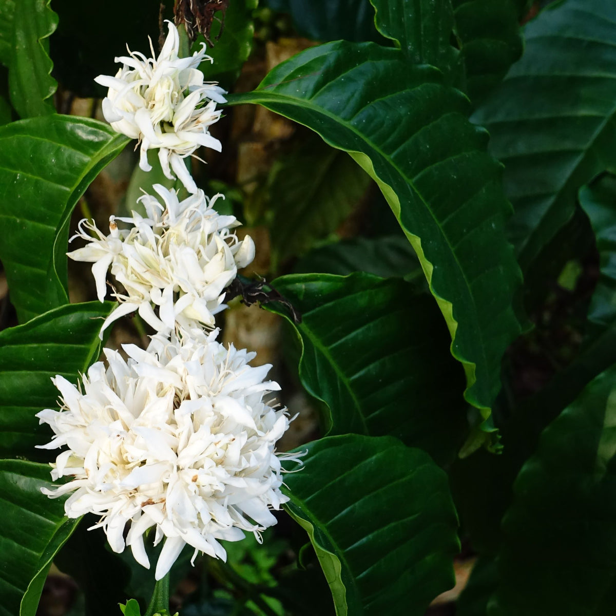 Botanica Gaia 100% Organic and Pure Coffee Blossom Absolute – product image 5