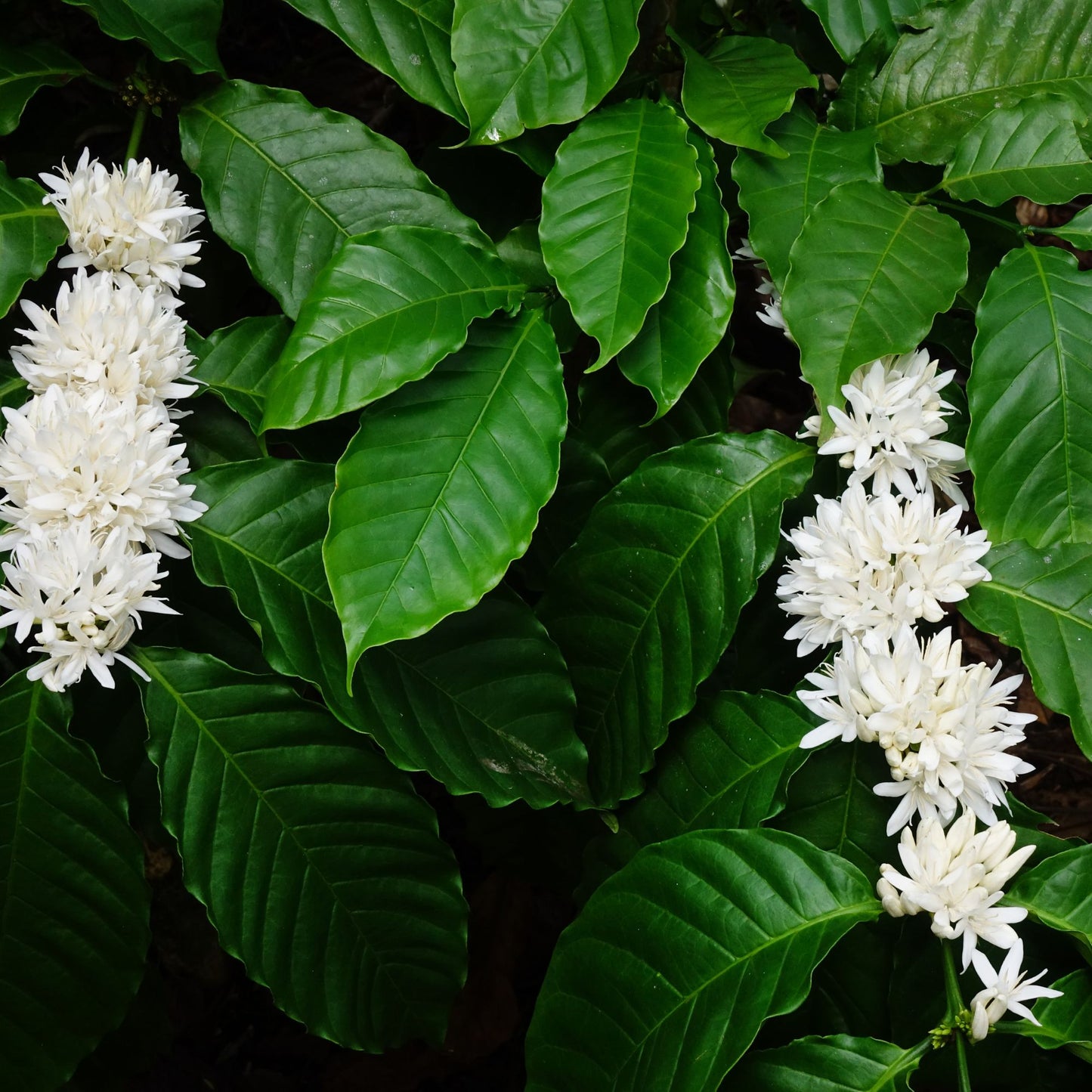 Botanica Gaia 100% Organic and Pure Coffee Blossom Absolute | Coffee Arabica |