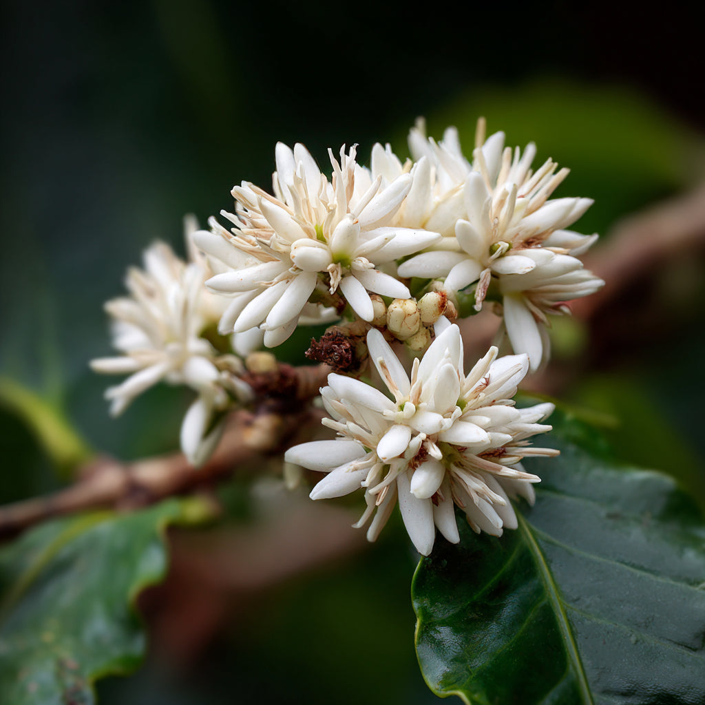 Botanica Gaia 100% Organic and Pure Coffee Blossom Absolute | Coffee Arabica |
