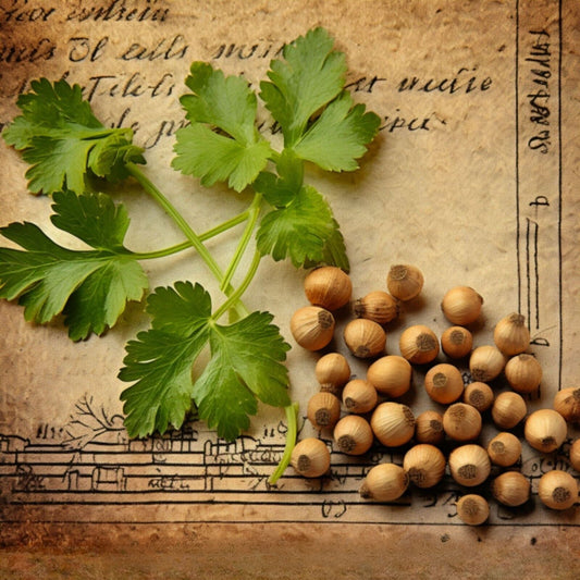 Botanica Gaia 100% Organic and Pure Coriander Seed Essential Oil | Coriandrum Sativum | For Aromatherapy
