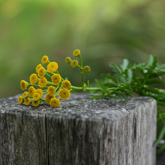 Botanica Gaia Bio and Pure Costmary Essential Oil – product image 2
