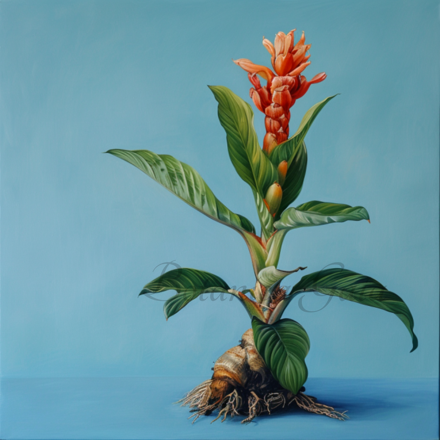 Botanica Gaia Costus Root Absolute | Saussurea Lappa | Botanical Musk for Aromatherapy, incense and perfume.