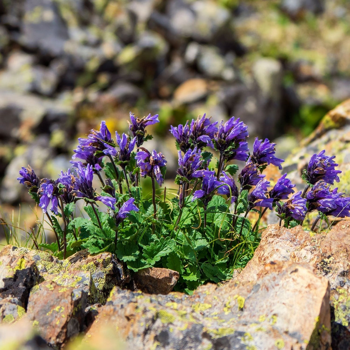 Bio Moldavian Dragonhead Essential Oil – product image 4