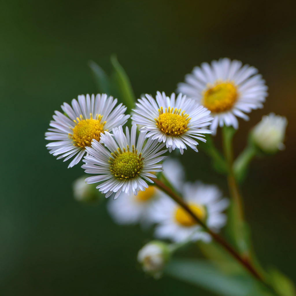 Botanica Gaia 100% Organic and Pure Erigeron Essential Oil | Conyza Canadensis |