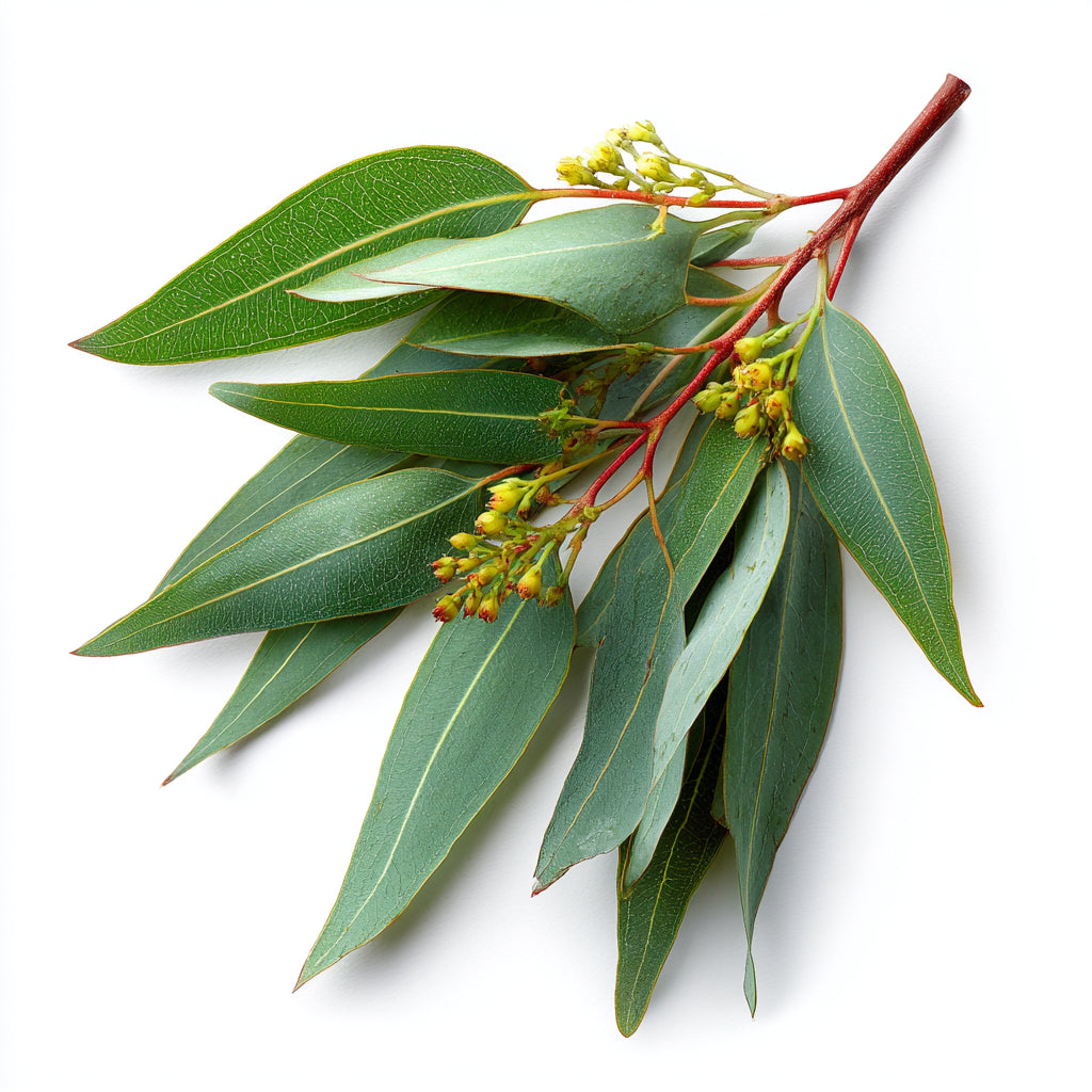 Eucalyptus Globulus Leaf Wax CO₂ Extract (Eucalyptus globulus)