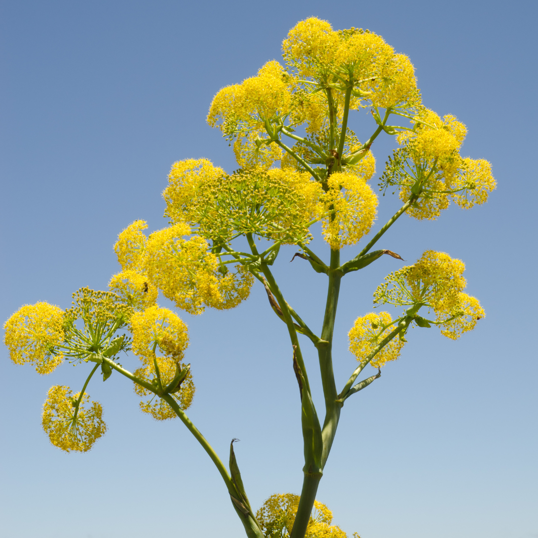 Musk Root Wax CO₂ Extract (Ferula moschata)