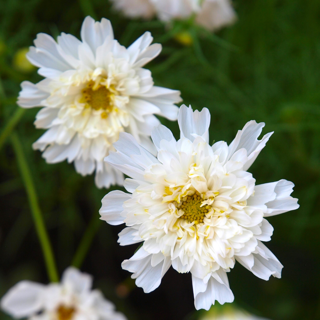 Feverfew CO₂ Extract (Tanacetum Parthenium)