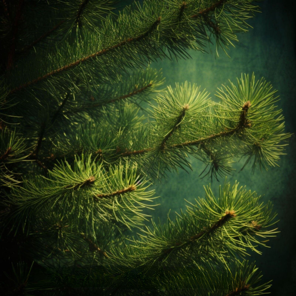 Botanica Gaia 100% Organic and Pure Wild Siberian Fir Essential Oil
