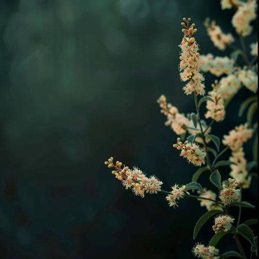 Botanica Gaia 100% Organic and Pure Fragonia Essential Oil – product image 2