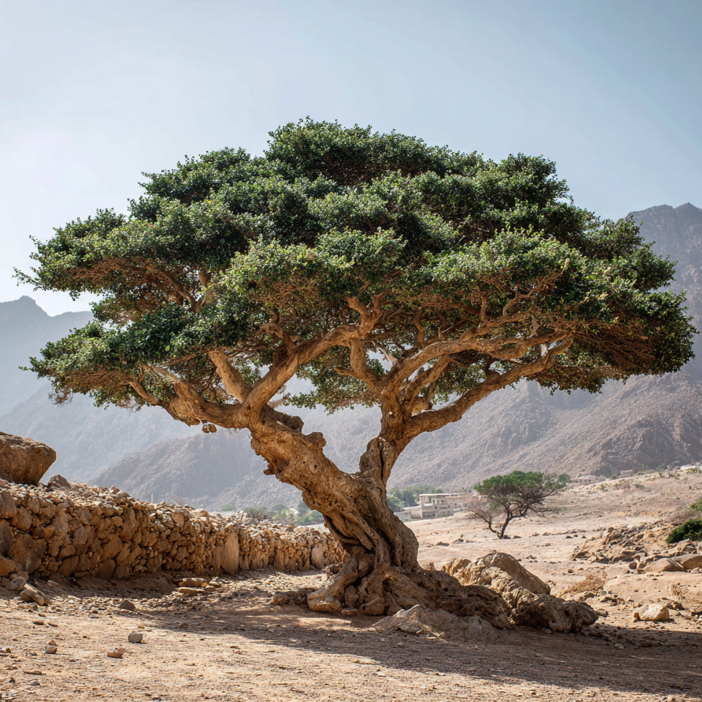 Botanica Gaia Wild Crafted Frankincense Rivae Resin | Boswellia Rivae | For Perfume, Incense and Skincare