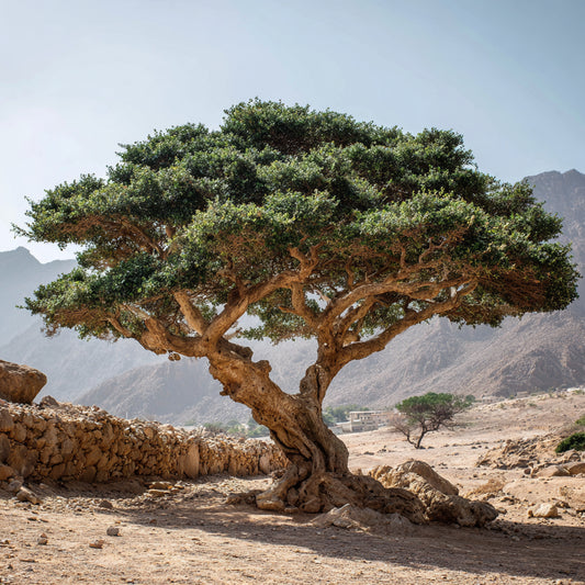 Wildcrafted Frankincense Rivae Resin – product image 2