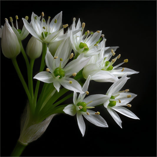 Hydrosol Toner Wild Garlic (Allium Ursinum) – product image 2