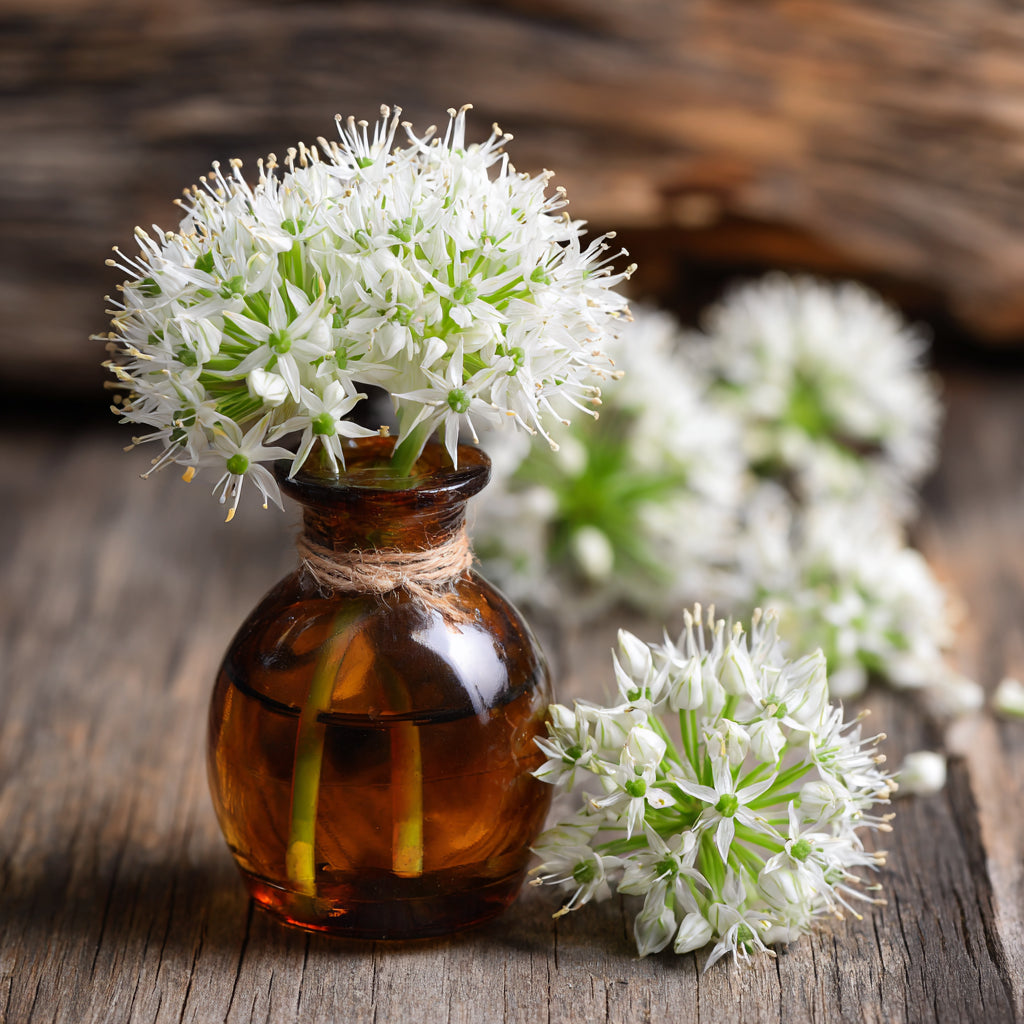 Botanica Gaia Hydrosol Toner Wild Garlic | Artisan Distilled | Allium Ursinum