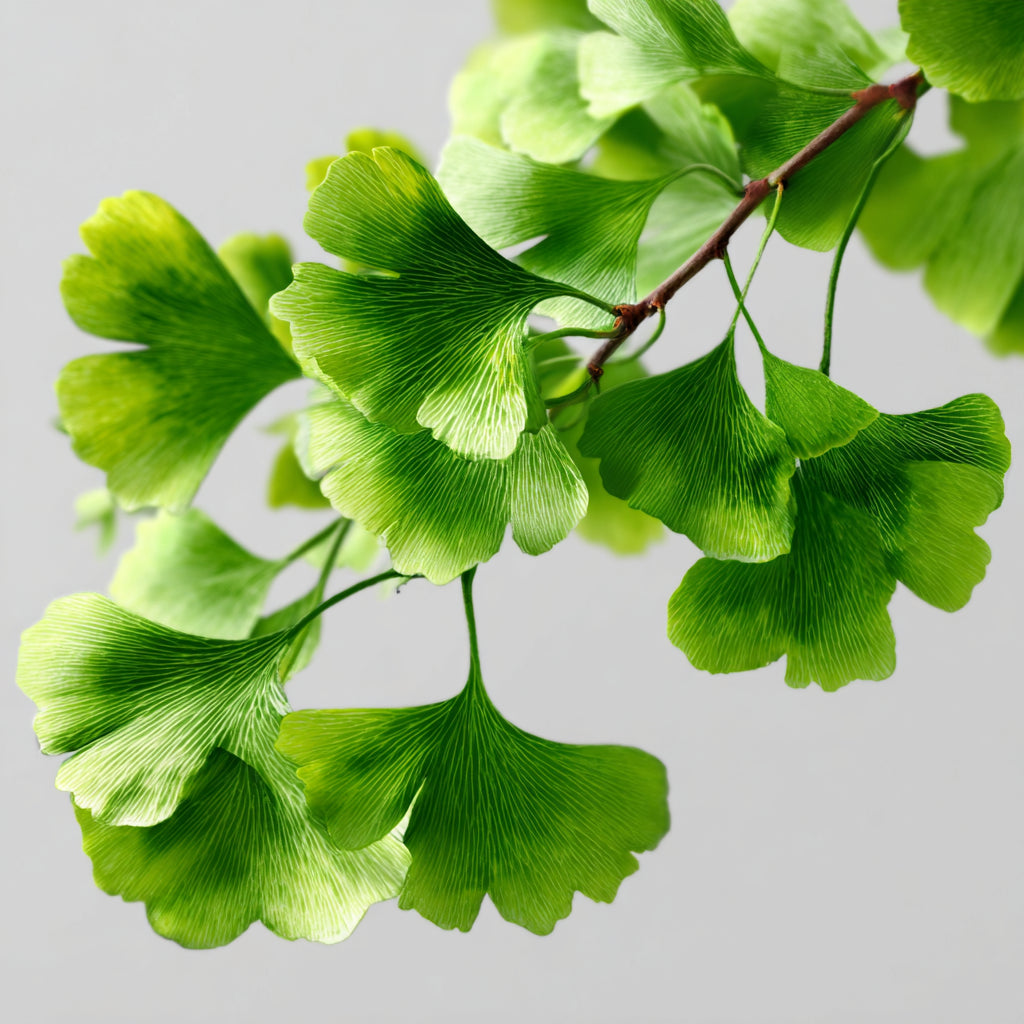 Botanica Gaia Bio Ginkgo Biloba CO2 Extract Oil | Ginkgo Biloba | For Skincare