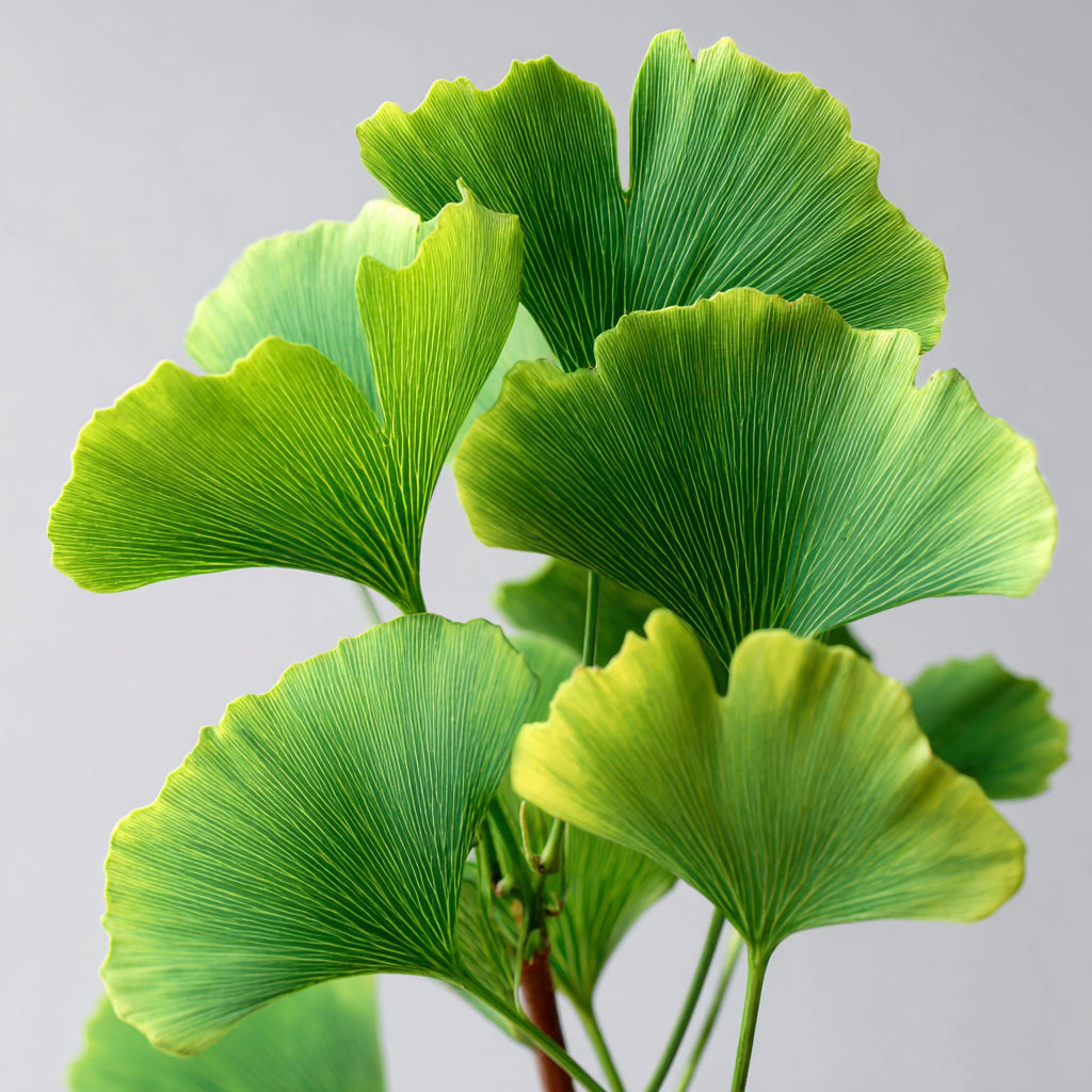 Botanica Gaia Bio Ginkgo Biloba CO2 Extract Oil | Ginkgo Biloba | For Skincare