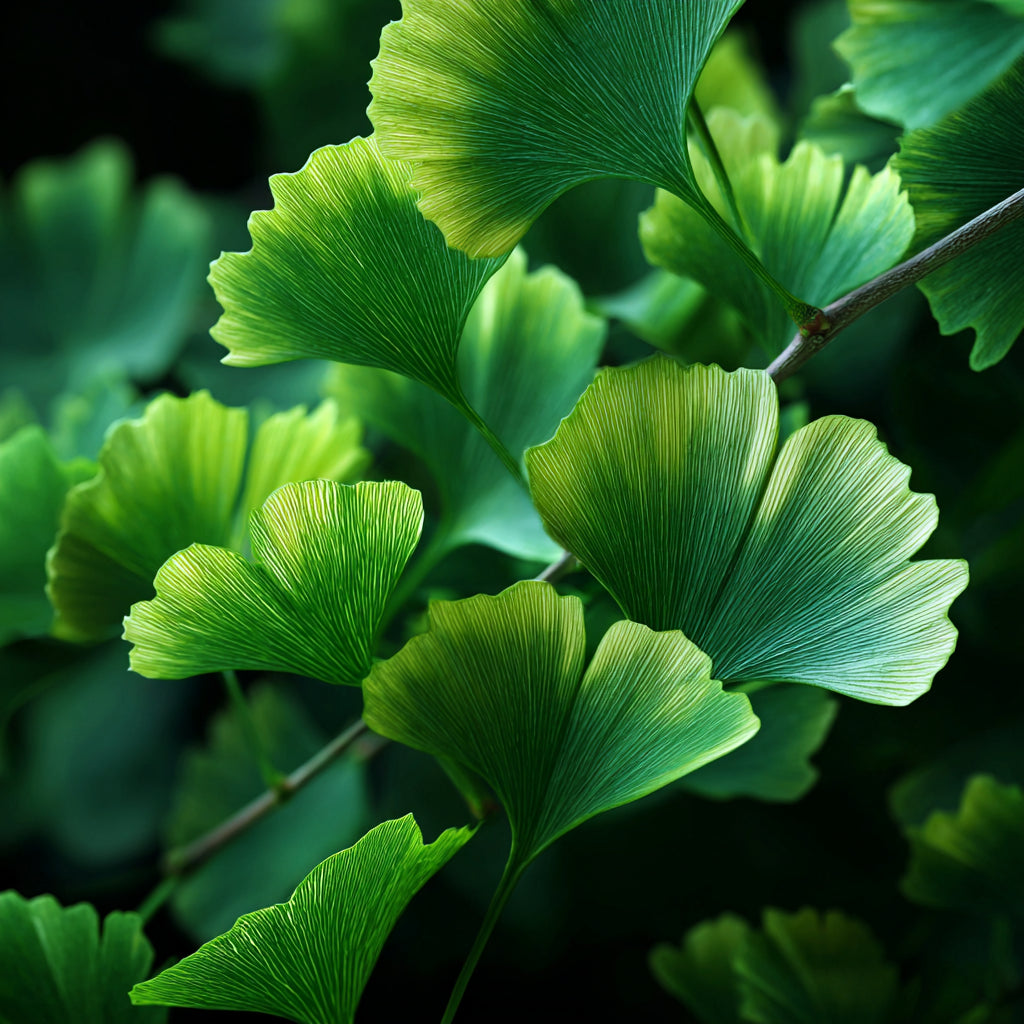 Botanica Gaia Bio Ginkgo Biloba CO2 Extract Oil | Ginkgo Biloba | For Skincare